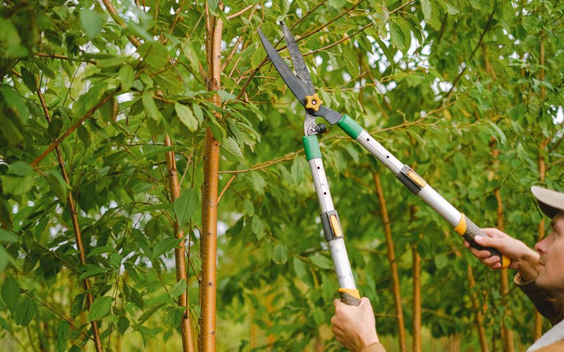 Tree trimming in Harrisburg, OR
